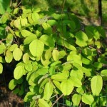 Threeleaf Akebia (Akebia Trifoliata) 50 seeds