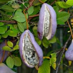 Threeleaf Akebia (Akebia Trifoliata) 10 seeds