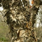 Tianan Birch (Betula Tianschanica) 120+ seeds