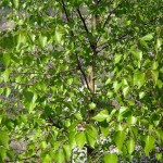 Tianan Birch (Betula Tianschanica) 15+ seeds