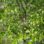 Tianan Birch (Betula Tianschanica) 100 seeds