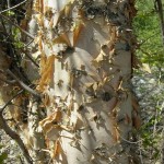 Tianan Birch (Betula Tianschanica) 30+ seeds