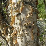 Tianan Birch (Betula Tianschanica) 15+ seeds