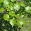 Tianan Birch (Betula Tianschanica) 60+ seeds