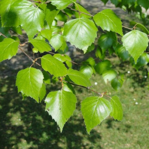 Tianan Birch (Betula Tianschanica) 120+ seeds