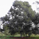 Timor White Gum (Eucalyptus Alba) 50 seeds