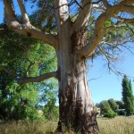 Timor White Gum (Eucalyptus Alba) 100 seeds