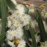 Timor White Gum (Eucalyptus Alba) 100 seeds