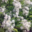 Old Man Beard (Clematis Vitalba) 20 seeds