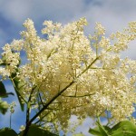 Tree Lilac (Syringa Amurensis) 40 seeds