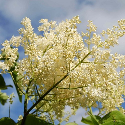 Tree Lilac (Syringa Amurensis) 10 seeds