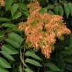 Tree of Heaven (Ailanthus Altissima) 200 seeds