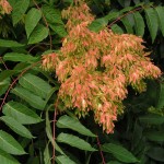 Tree of Heaven (Ailanthus Altissima) 200 seeds