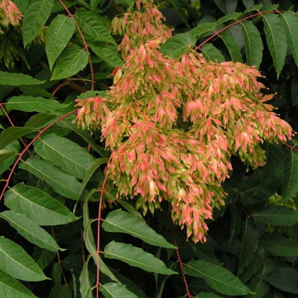 Ailanthus altissima Seeds - 200 seeds Highly ornamental tree Tree of Heaven 