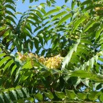 Tree of Heaven (Ailanthus Altissima) 200 seeds