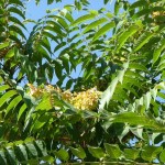 Tree of Heaven (Ailanthus Altissima) 80 seeds