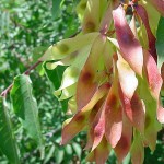 Tree of Heaven (Ailanthus Altissima) 20 seeds