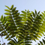 Tree of Heaven (Ailanthus Altissima) 80 seeds