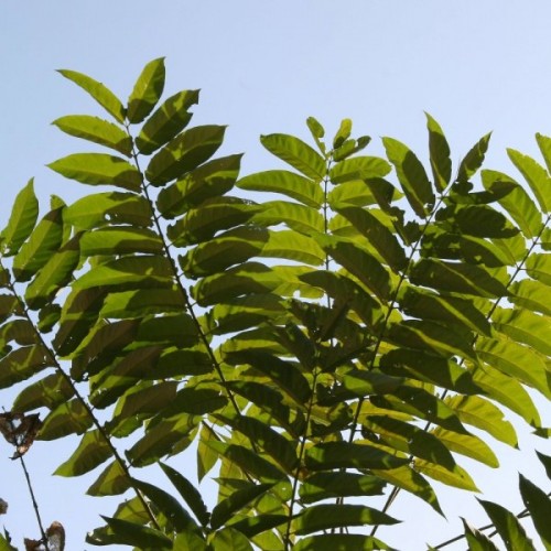 Tree of Heaven (Ailanthus Altissima) 20 seeds