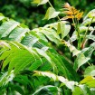 Tree of Heaven (Ailanthus Altissima) 10 seeds