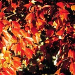 Trident Maple (Acer Buergerianum) 10 seeds