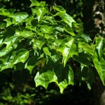 Trident Maple (Acer Buergerianum) 40 seeds
