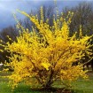 Trifoliate Forsythia (Forsythia Suspensa) 10 seeds