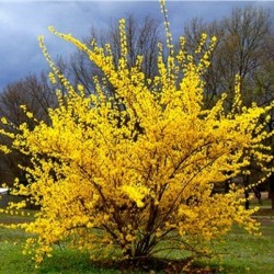 Trifoliate Forsythia (Forsythia Suspensa) 20 seeds