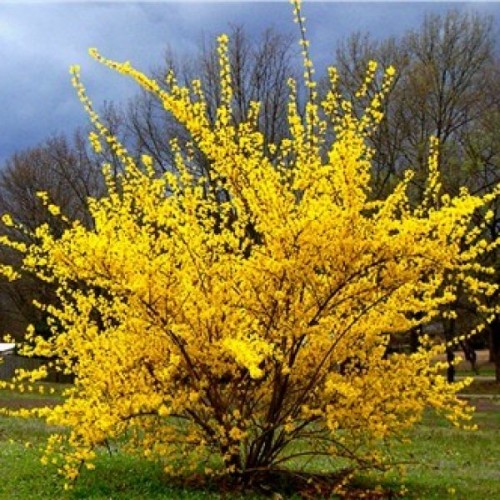 Trifoliate Forsythia (Forsythia Suspensa) 20 seeds