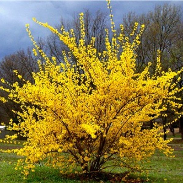 Buy Trifoliate Forsythia Forsythia Suspensa 30 Seeds Online Seeds Hobbyseeds Store