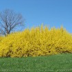 Trifoliate Forsythia (Forsythia Suspensa) 10 seeds