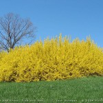 Trifoliate Forsythia (Forsythia Suspensa) 30 seeds