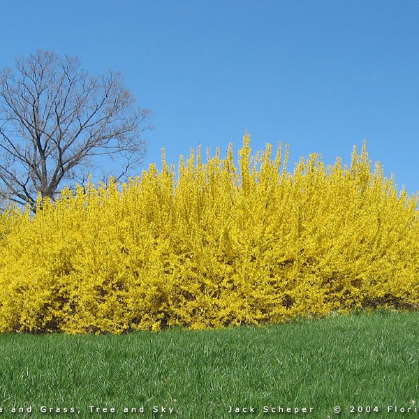 Trifoliate Forsythia Forsythia Suspensa 10 Seeds