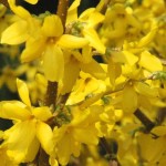 Trifoliate Forsythia (Forsythia Suspensa) 20 seeds