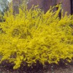 Trifoliate Forsythia (Forsythia Suspensa) 10 seeds