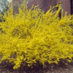 Trifoliate Forsythia (Forsythia Suspensa) 30 seeds