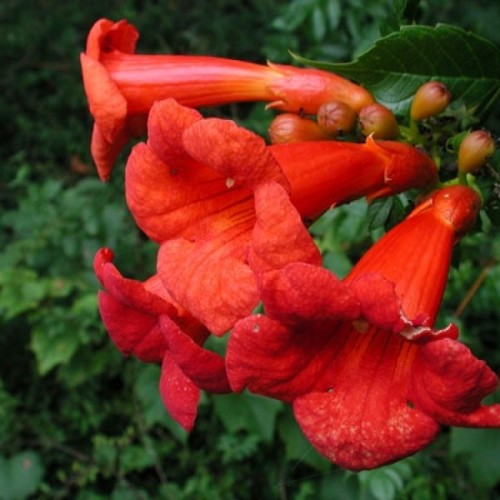 Trumpet Creeper (Campsis Radicans) 15 seeds