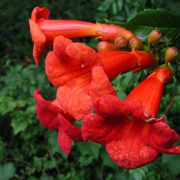 Trumpet creeper (Campsis radicans) is native from Pennsylvania and New