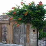 Trumpet Creeper (Campsis Radicans) 25 seeds