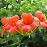 Trumpet Creeper (Campsis Radicans) 100 seeds