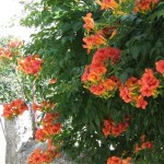 Trumpet Creeper (Campsis Radicans) 50 seeds