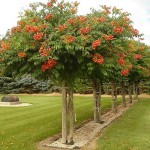 Trumpet Creeper (Campsis Radicans) 15 seeds