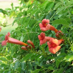 Trumpet Creeper (Campsis Radicans) 50 seeds