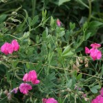 Tuberous SweetPea (Lathyrus Tuberosus) 25 seeds