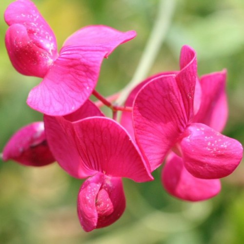 Tuberous SweetPea (Lathyrus Tuberosus) 200 seeds