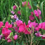 Tuberous SweetPea (Lathyrus Tuberosus) 10 seeds