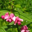 Tuberous SweetPea (Lathyrus Tuberosus) 10 seeds