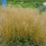 Tufted hairgrass (Deschampsia Cespitosa) 200 seeds