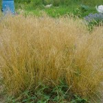 Tufted hairgrass (Deschampsia Cespitosa) 50 seeds