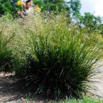 Tufted hairgrass (Deschampsia Cespitosa) 200 seeds